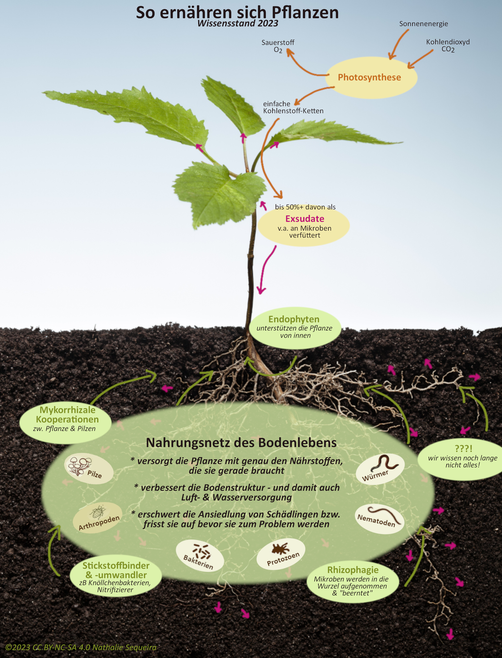 3 Tipps zur naturnahen Bodenbearbeitung