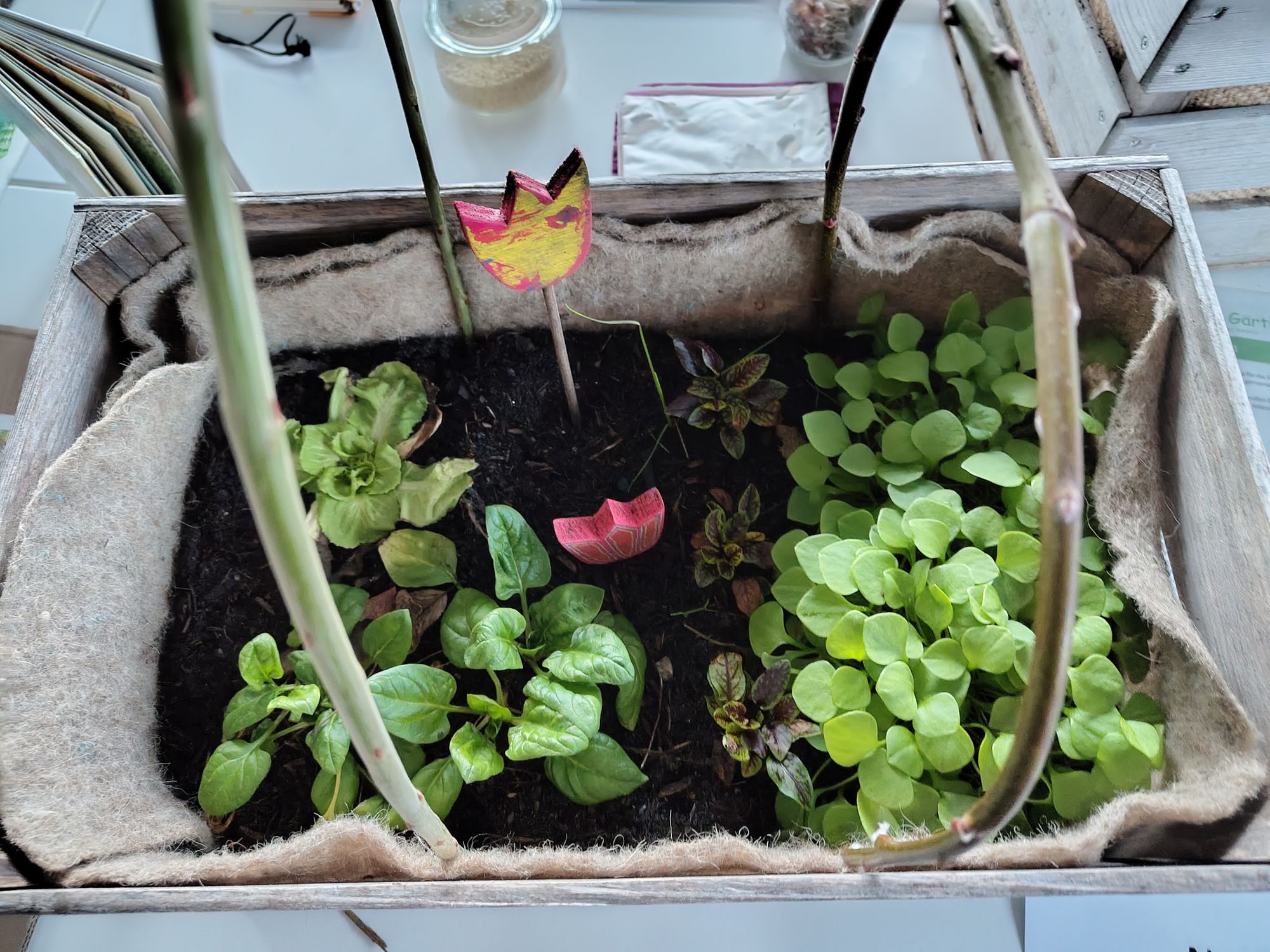 Der Garten in der Kiste