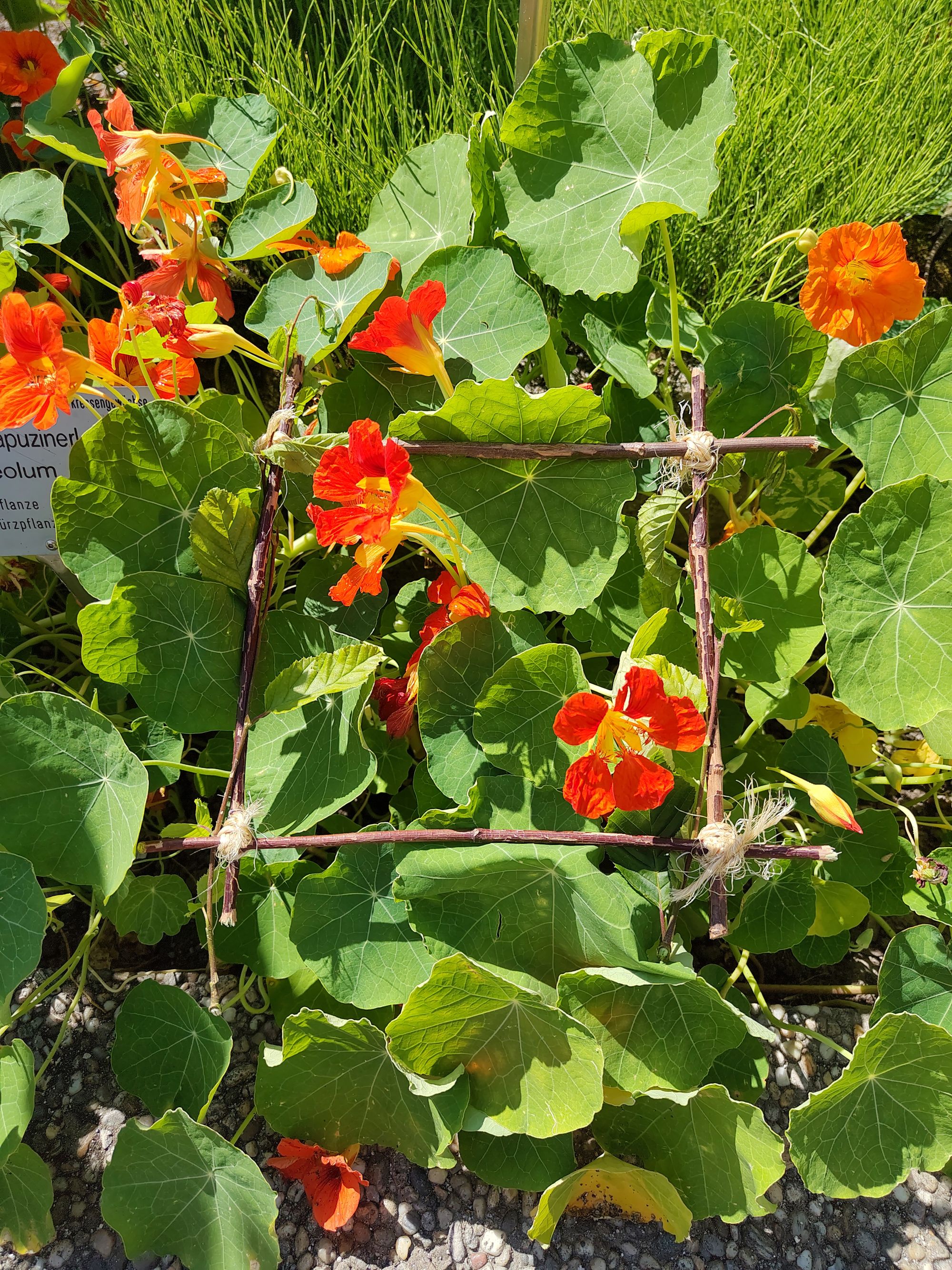 Lehrgang Gartenpädagogik